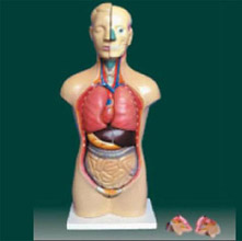  男、女兩性人體半身軀干模型KAR/10003D  