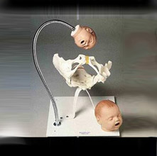 士博骨盆模型ZD-GP1 帶胎兒頭