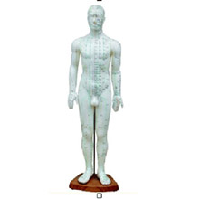  人體針灸模型50cm 男性